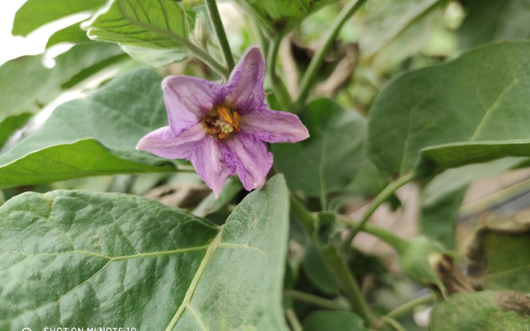 imagen de flor lila de berenjena